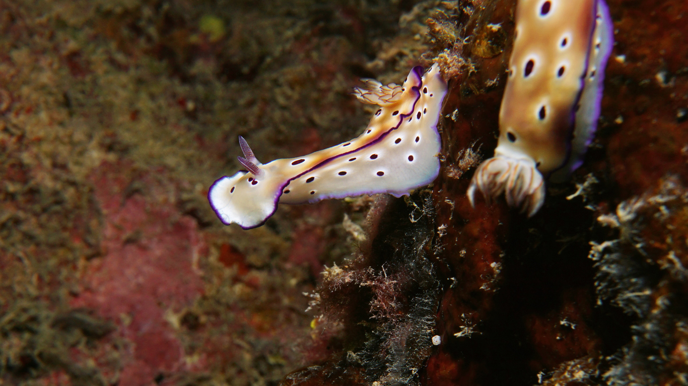 Nudibranche