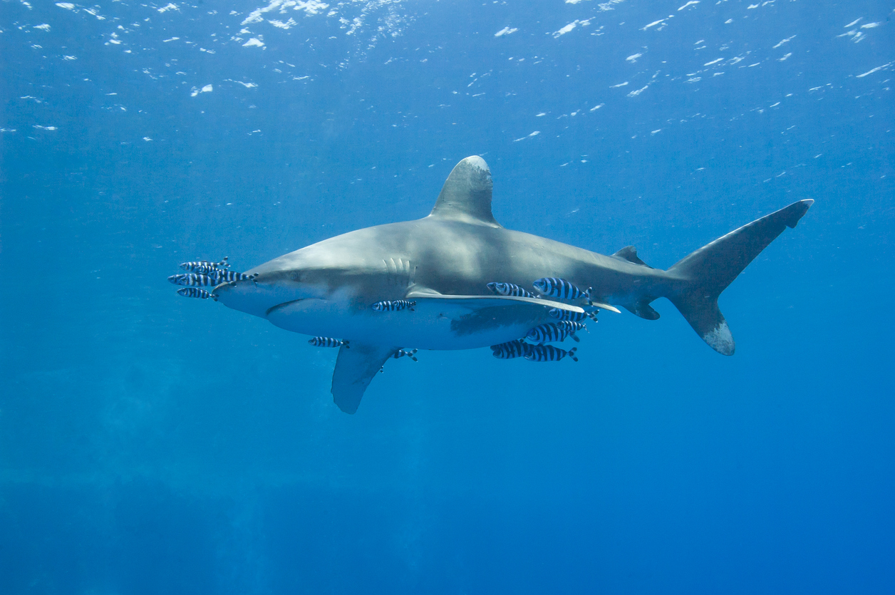 Requine longimane parata