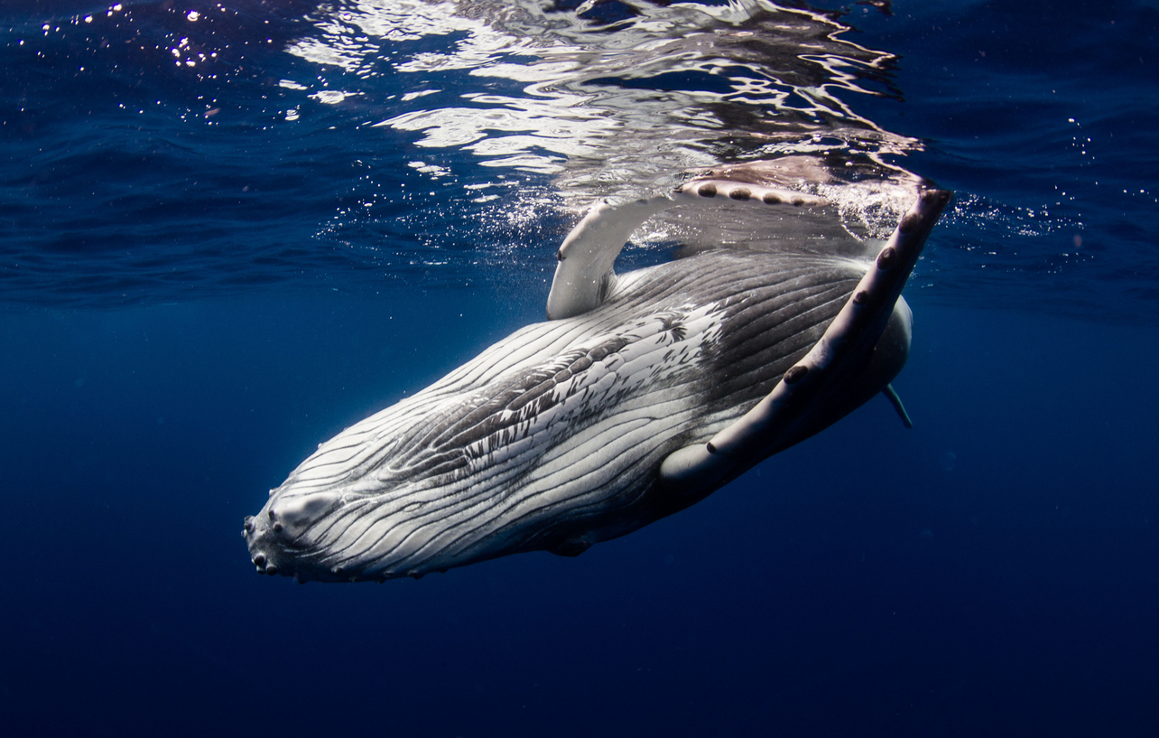 baleine à bosse